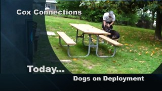 Dogs On Deployment – Connections 804 Segment C