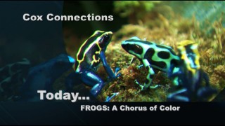 Frogs: A Chorus of Color – Virginia Living Museum – Connections 805 Segment A